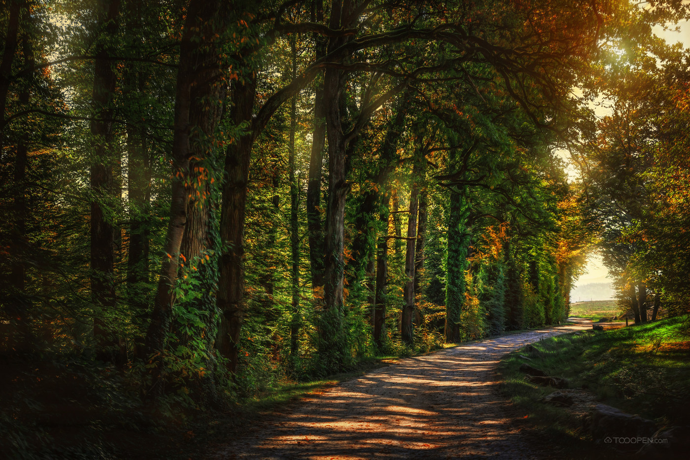 秋天树林的清晨仰视高清图片下载-正版图片500644316-摄图网