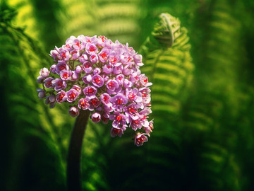 大自然中自然生長的花草攝影圖片