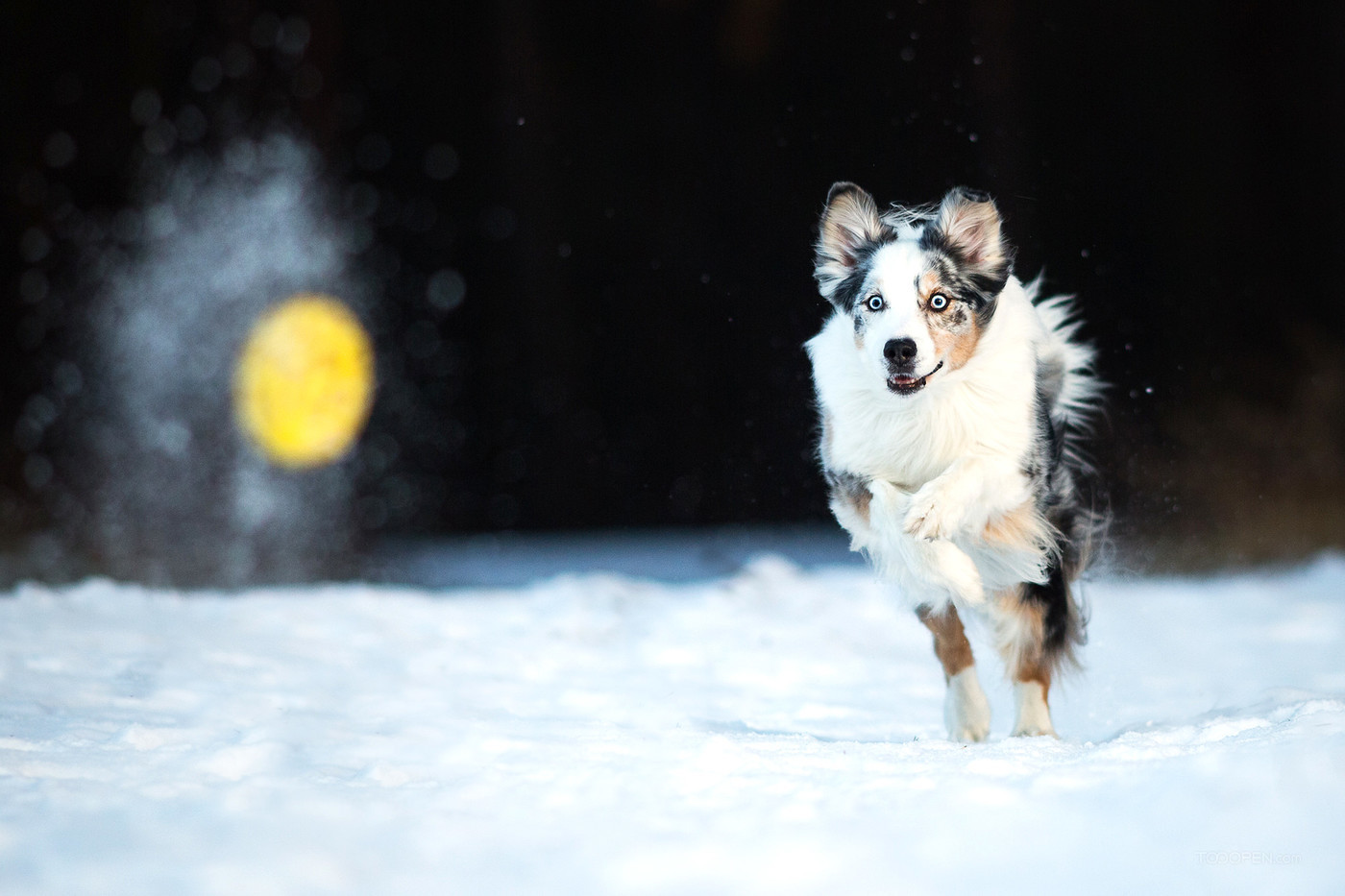雪地上奔跑的澳大利亚牧羊犬宠物摄影图片下载-01