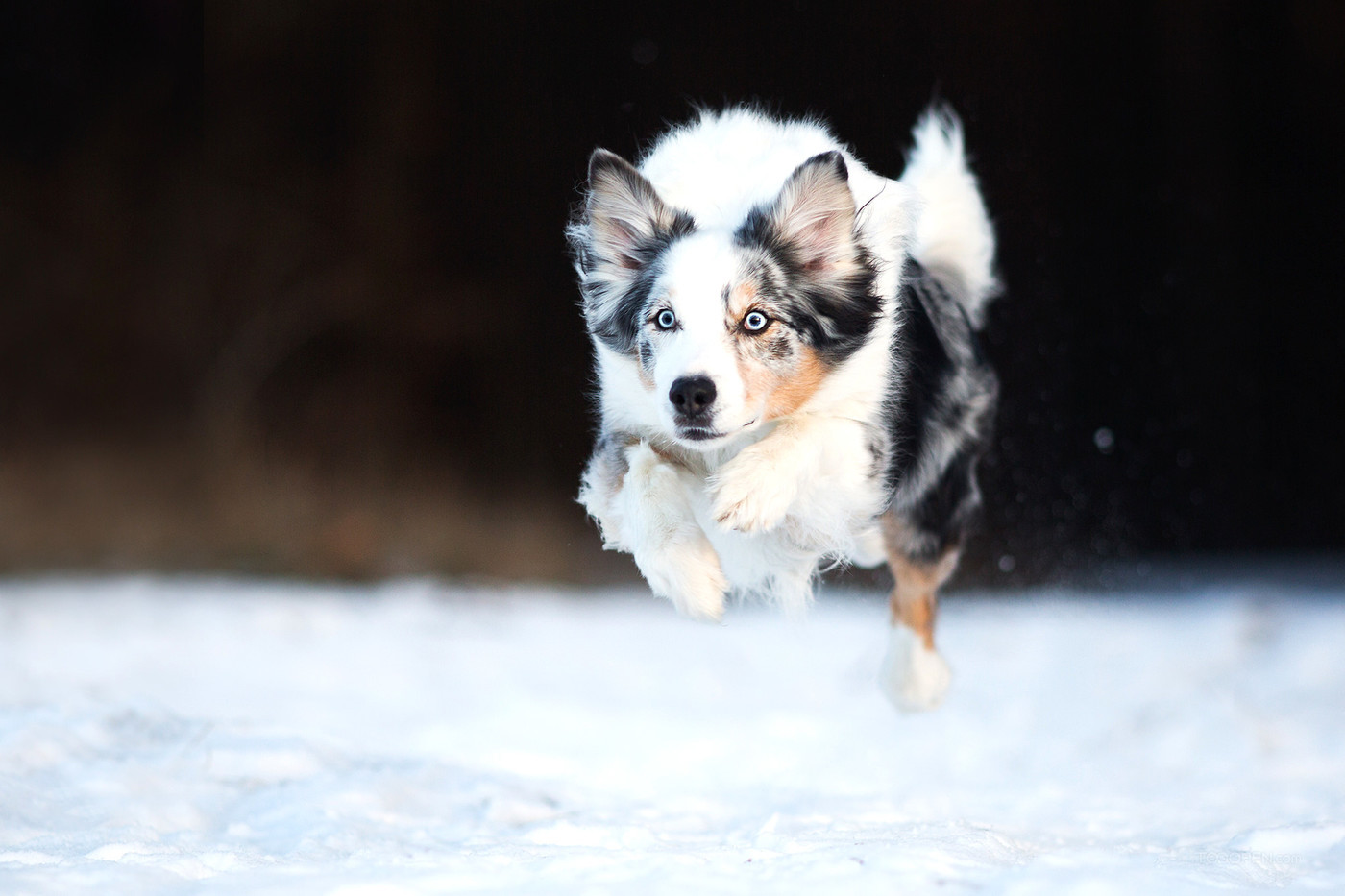 雪地上奔跑的澳大利亚牧羊犬宠物摄影图片下载-02