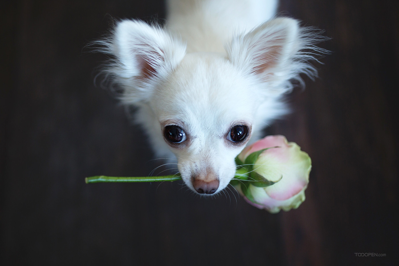 黑白兩只吉娃娃犬?dāng)z影圖片高清-03