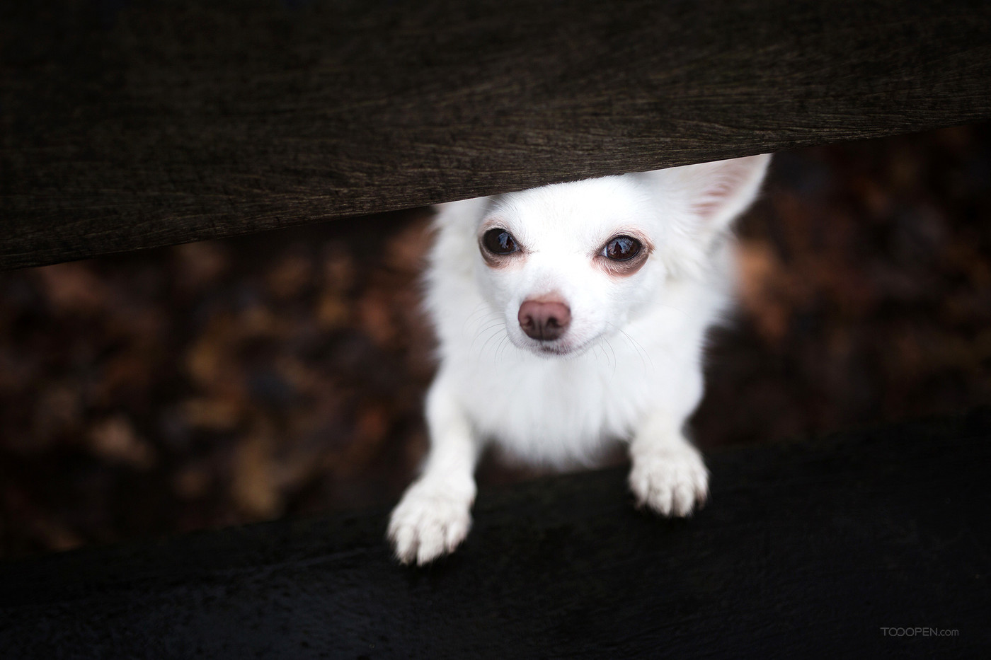 黑白兩只吉娃娃犬?dāng)z影圖片高清-06