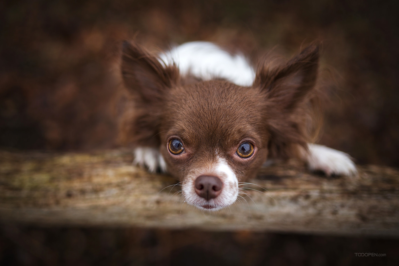 黑白兩只吉娃娃犬?dāng)z影圖片高清-07