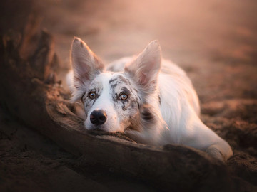 高清可爱的白色宠物狗摄影图片
