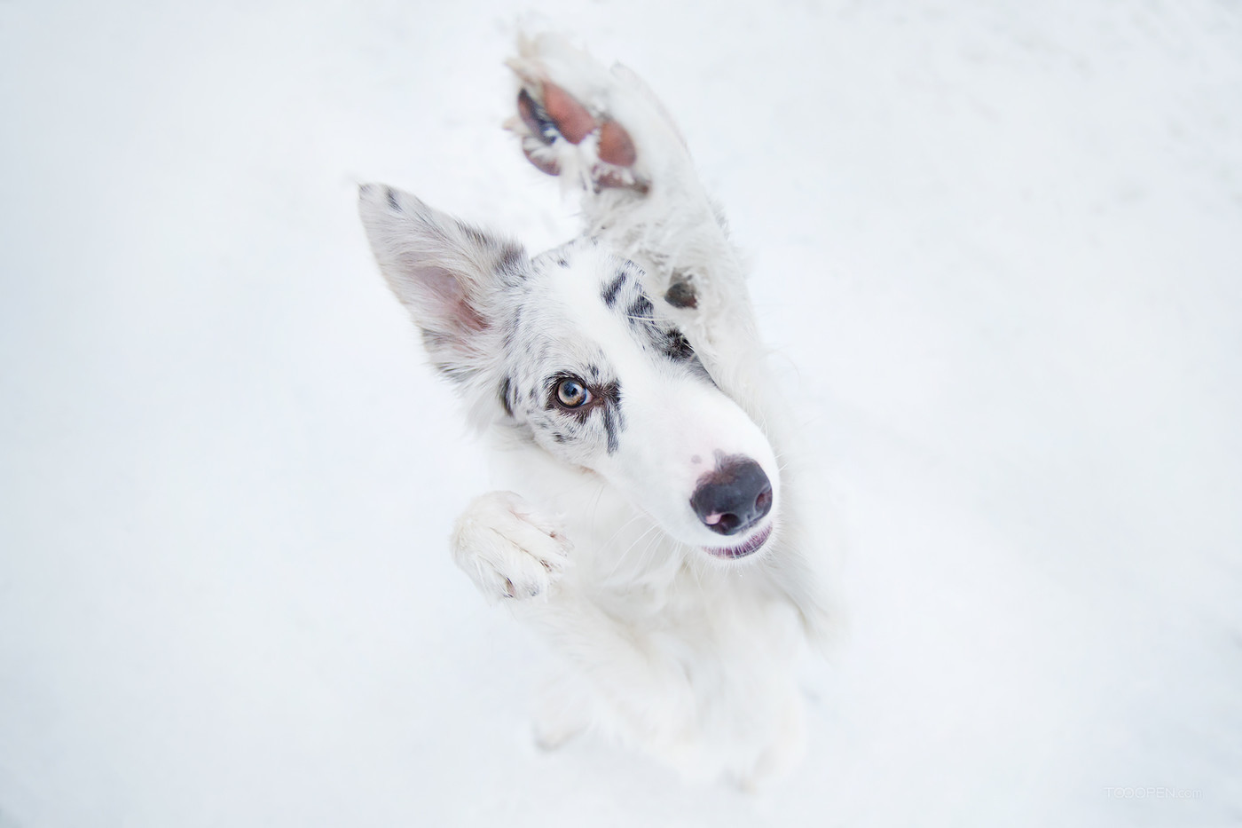 高清可爱的白色宠物狗摄影图片-09