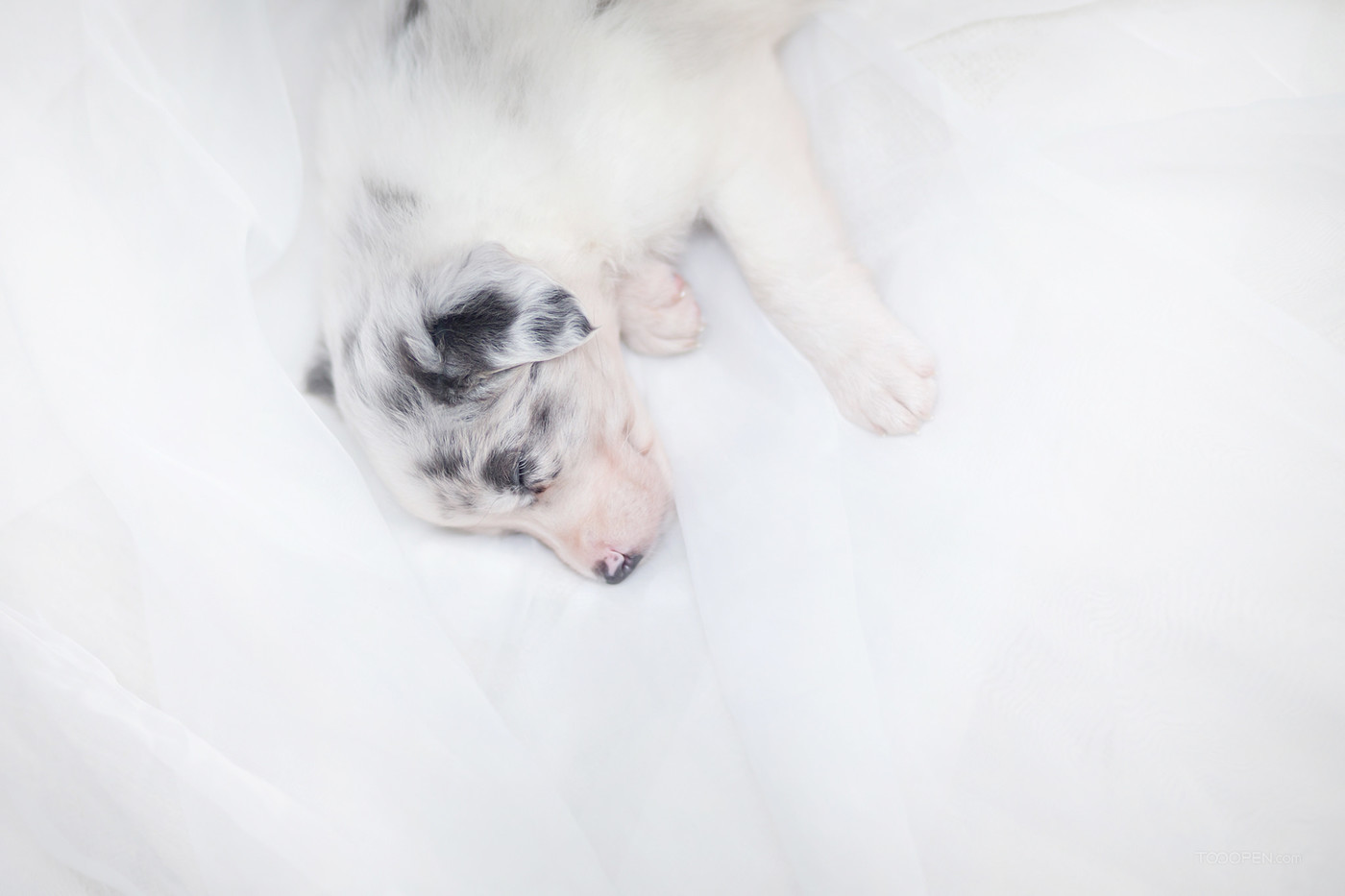 高清可爱的白色宠物狗摄影图片-10