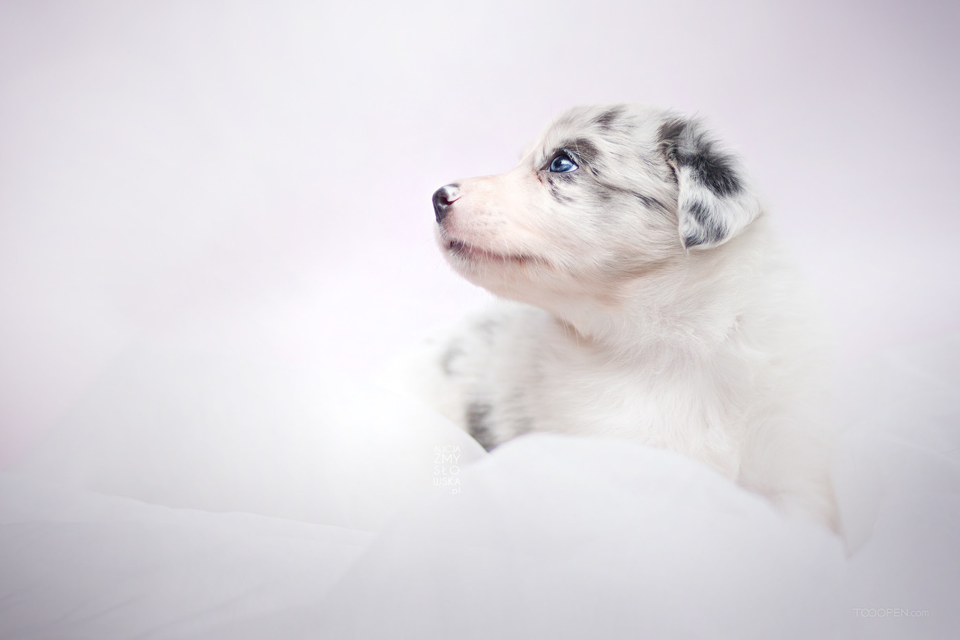 高清可爱的白色宠物狗摄影图片-12