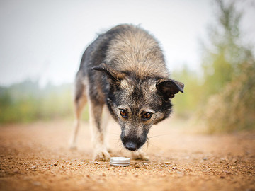 散步的大灰狗摄影狗狗图片