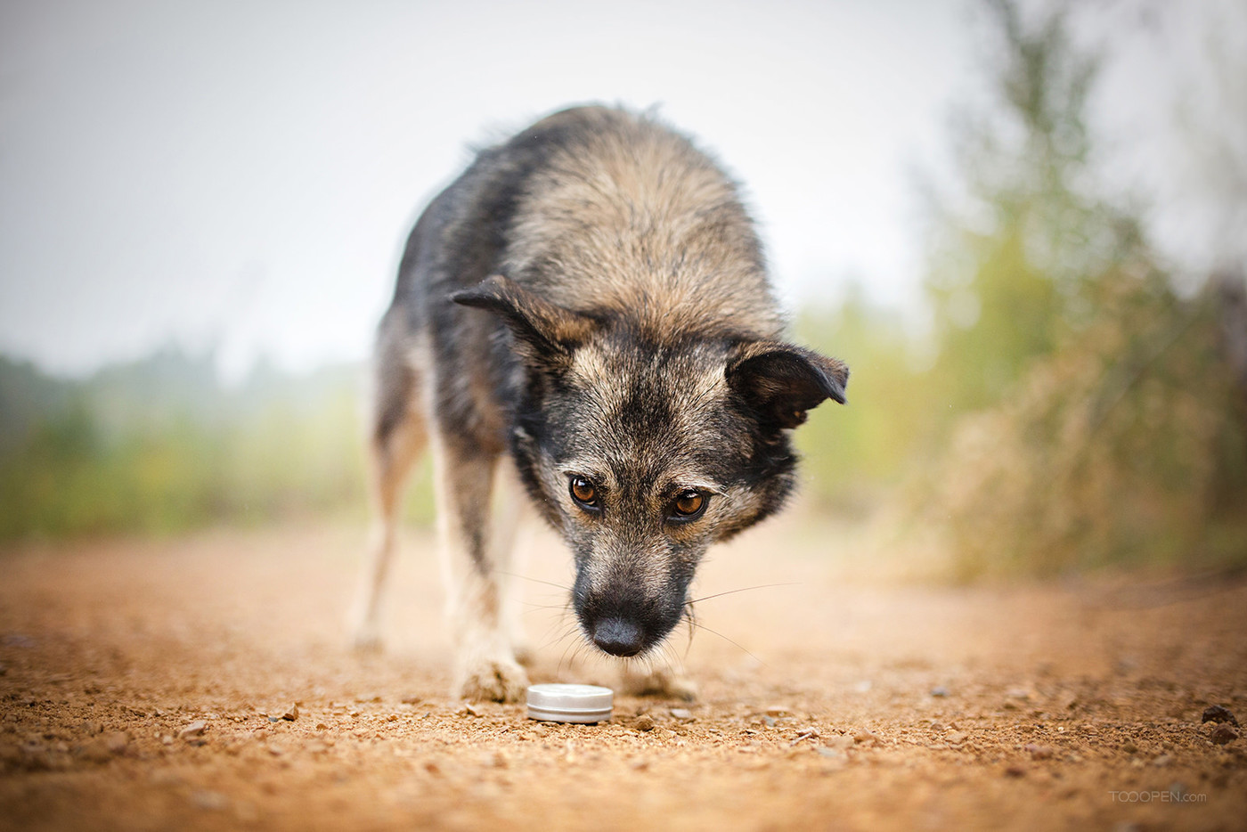 散步的大灰狗摄影狗狗图片