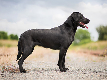 黑色的拉布拉多图片宠物狗狗摄影图片