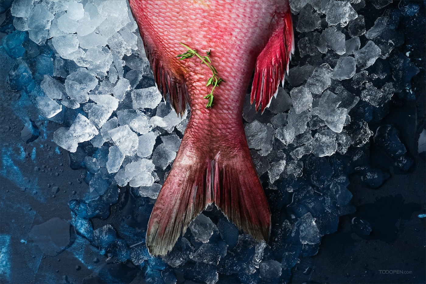 新鲜鱼类生鲜食材摄影图片-01