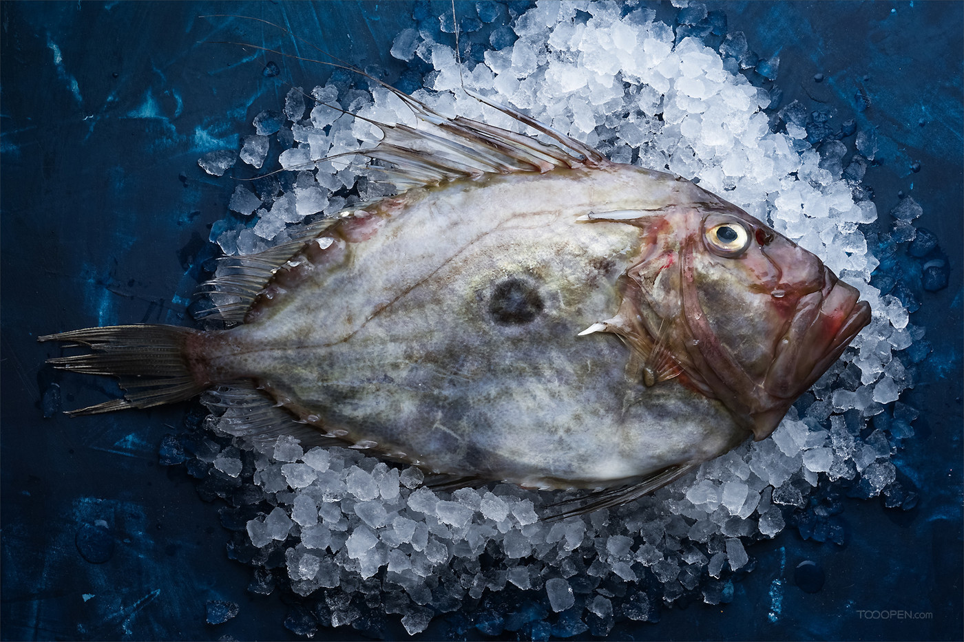 新鲜鱼类生鲜食材摄影图片-02