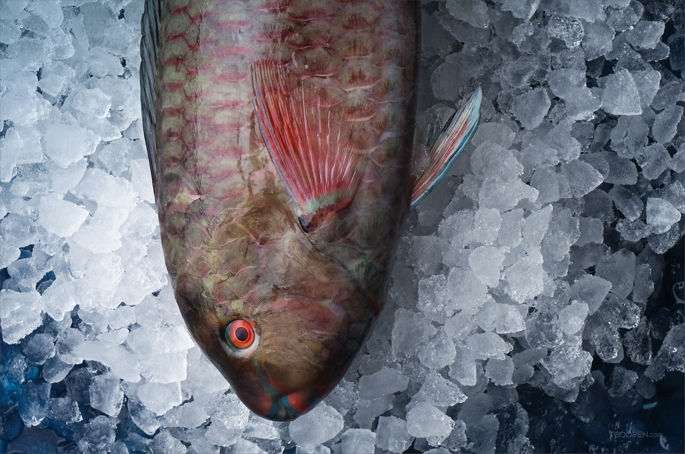 新鲜鱼类生鲜食材摄影图片-04