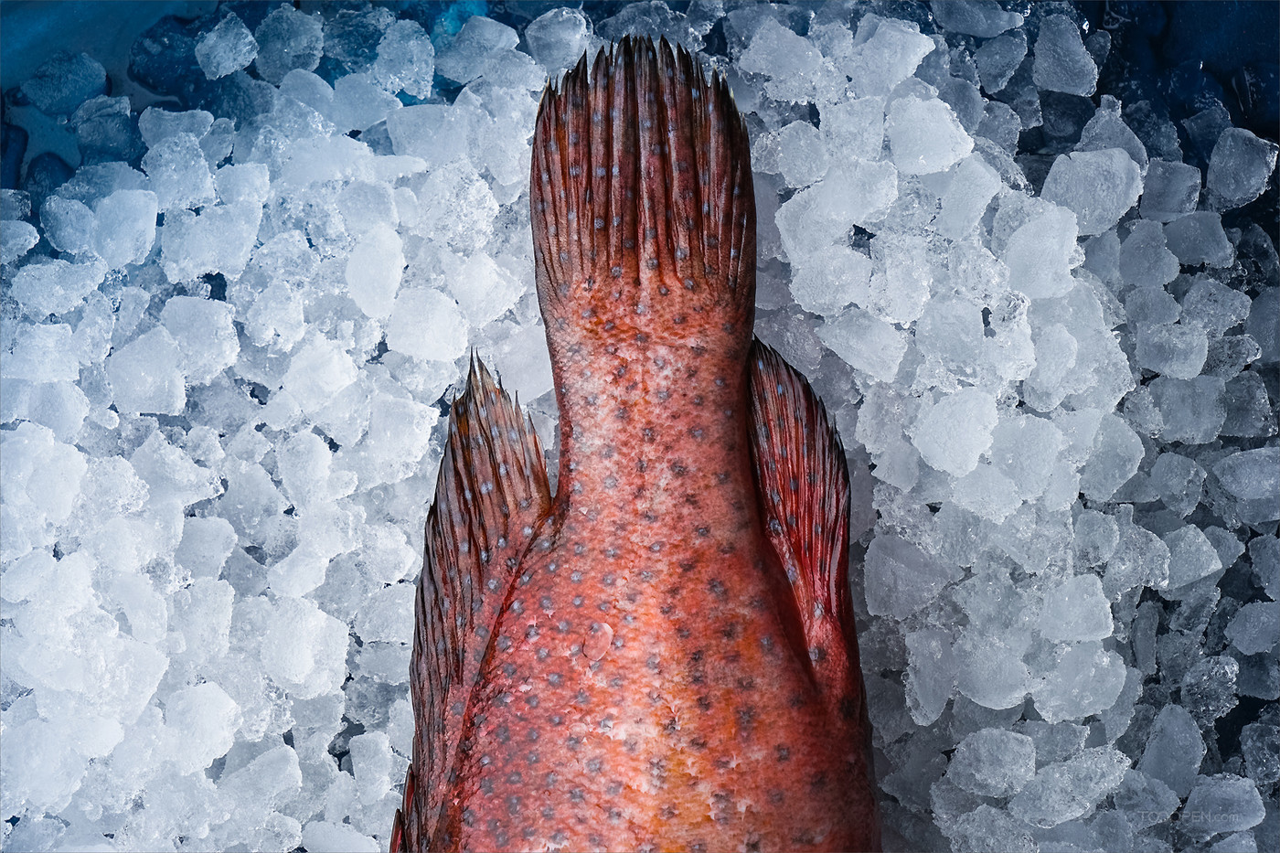 新鲜鱼类生鲜食材摄影图片-09