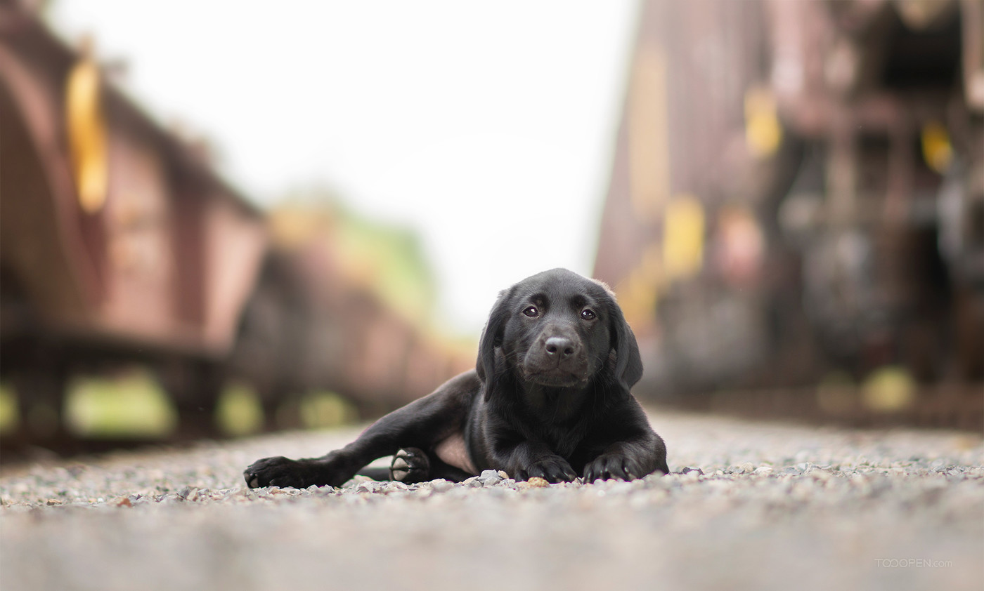 黑色的拉布拉多图片宠物狗狗摄影图片-07