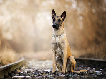 高清宠物狗比利时牧羊犬狗狗摄影图片