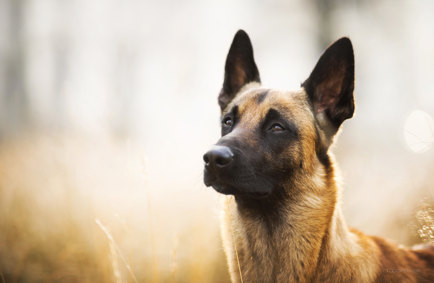 高清宠物狗比利时牧羊犬狗狗摄影图片
