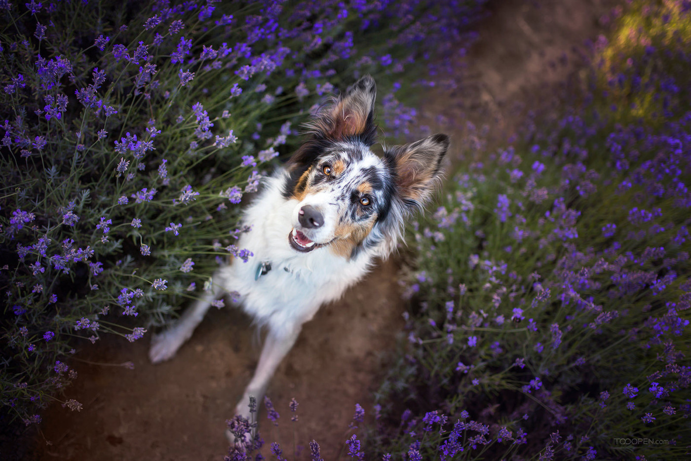 花丛中的澳大利亚牧羊犬狗狗图片-05