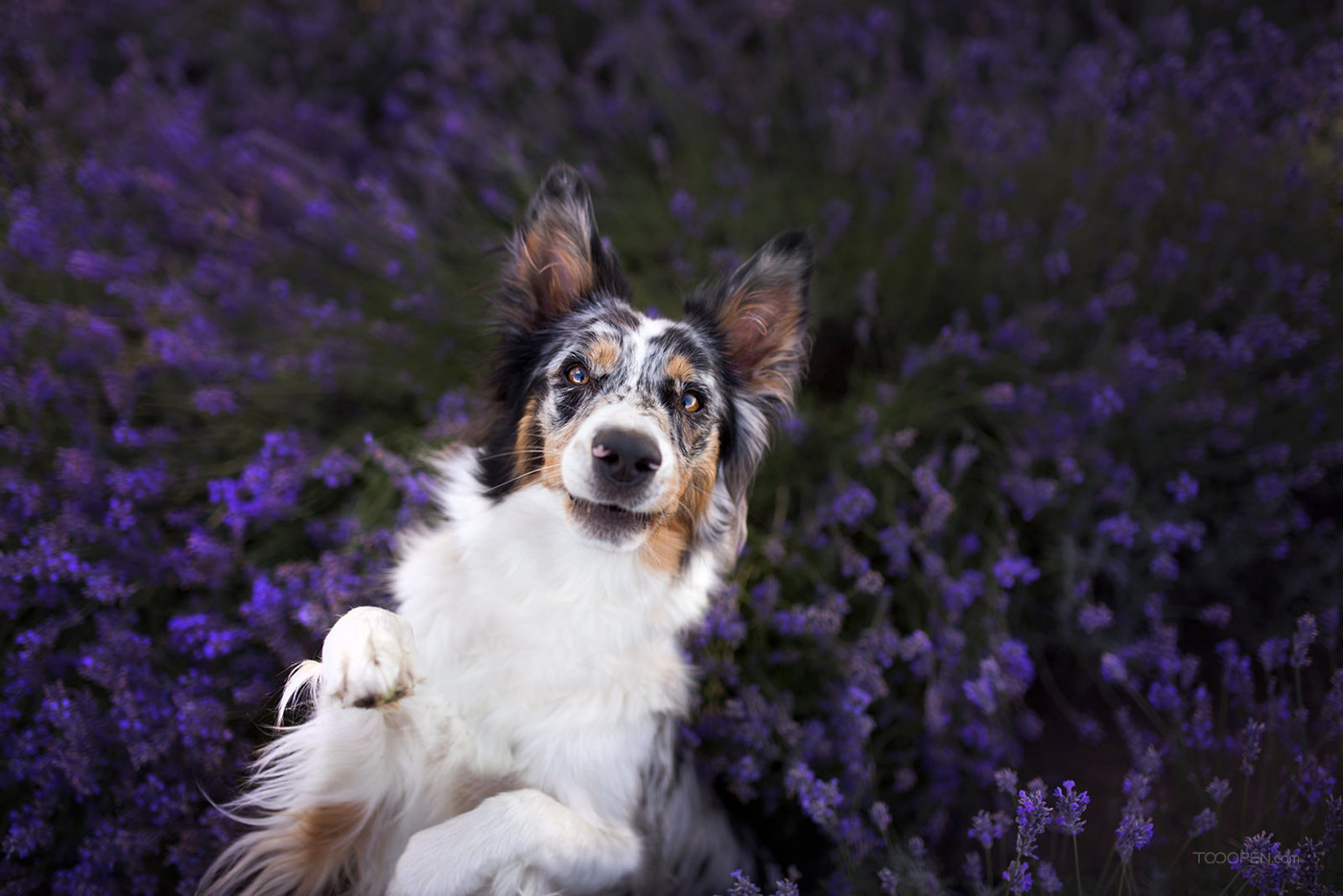 花丛中的澳大利亚牧羊犬狗狗图片-06