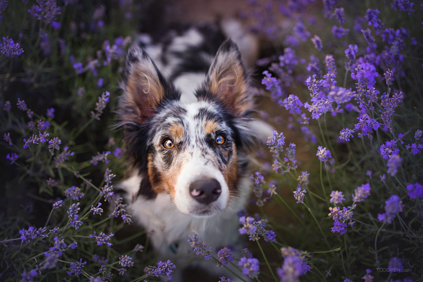 花丛中的澳大利亚牧羊犬狗狗图片-07