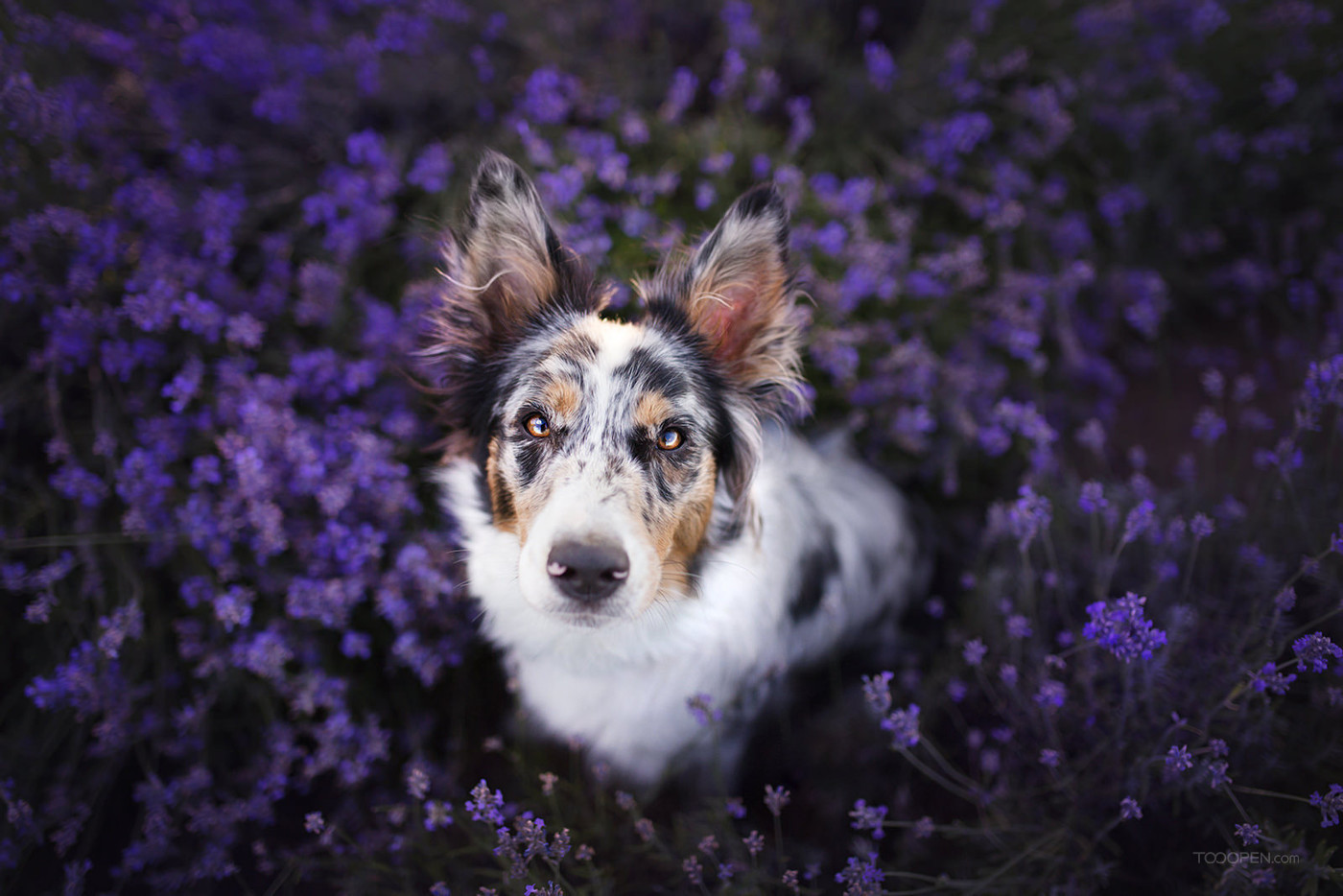 花丛中的澳大利亚牧羊犬狗狗图片-08