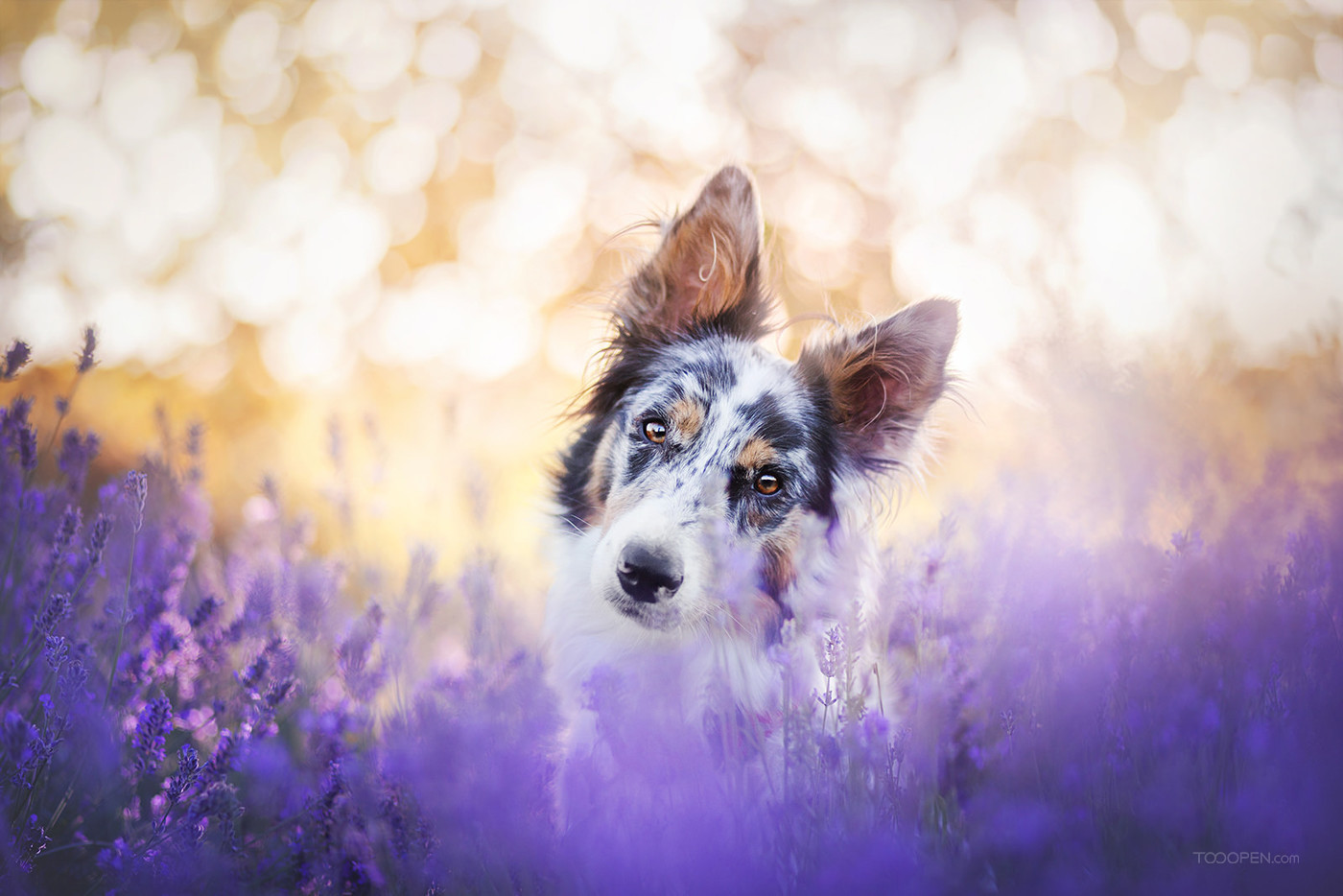 花丛中的澳大利亚牧羊犬狗狗图片-10