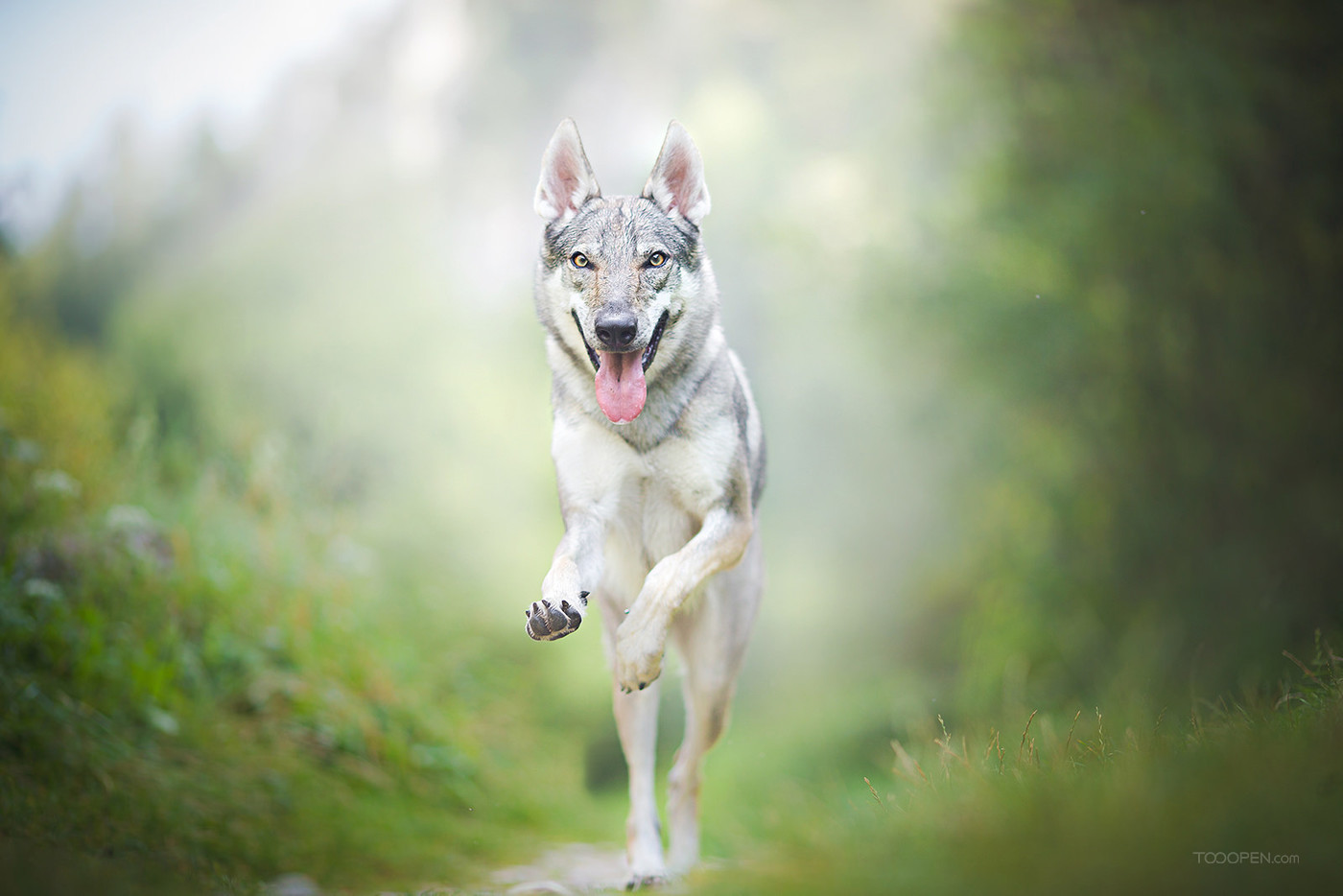 世界上最像狼的犬—捷克斯洛伐克狼犬 - 哔哩哔哩
