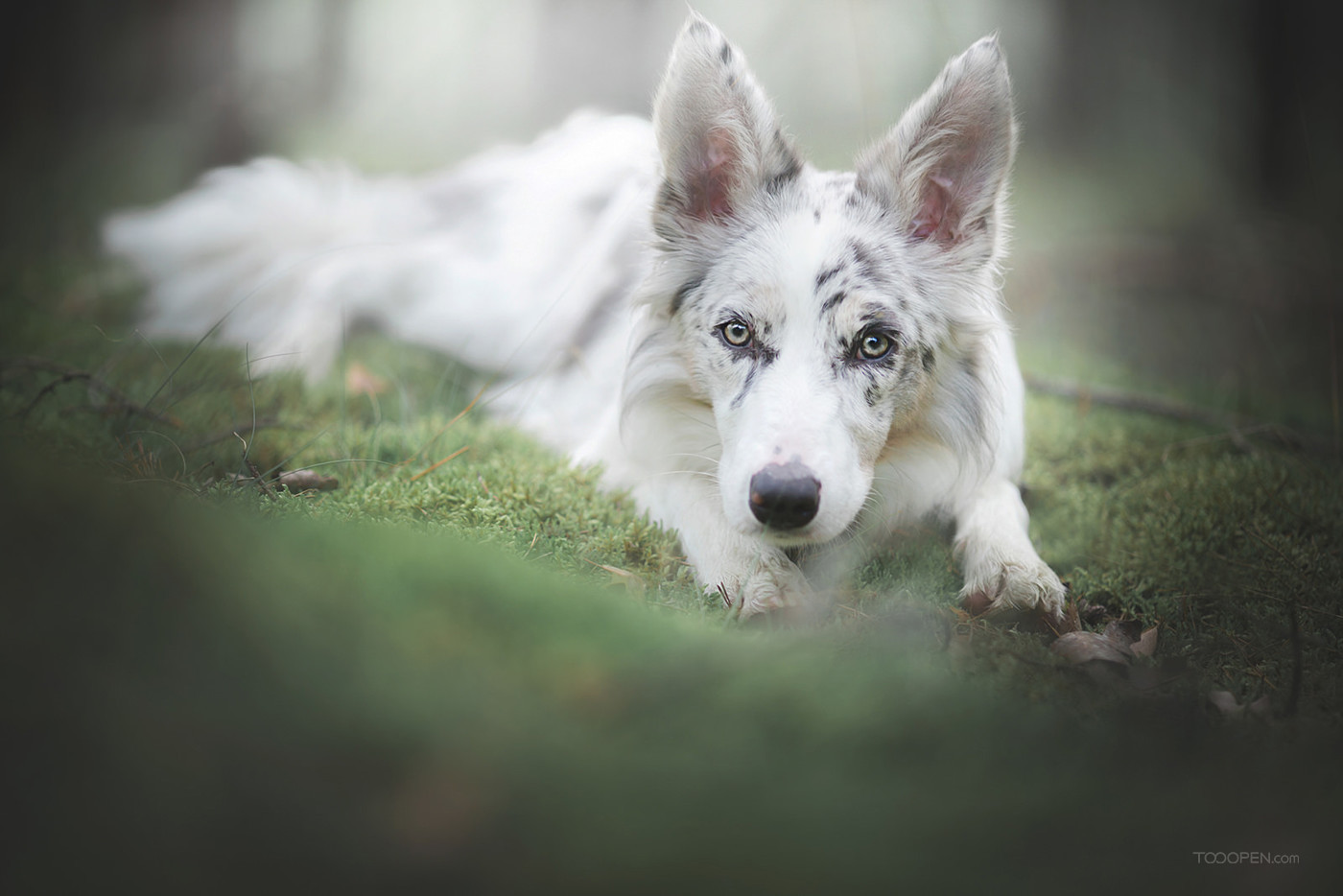 捷克狼犬种犬狼牙，卡奇、乌贝利亚、雅思奇 - 捷克狼犬 - 猛犬俱乐部-中国具有影响力的猛犬网站 - Powered by Discuz!