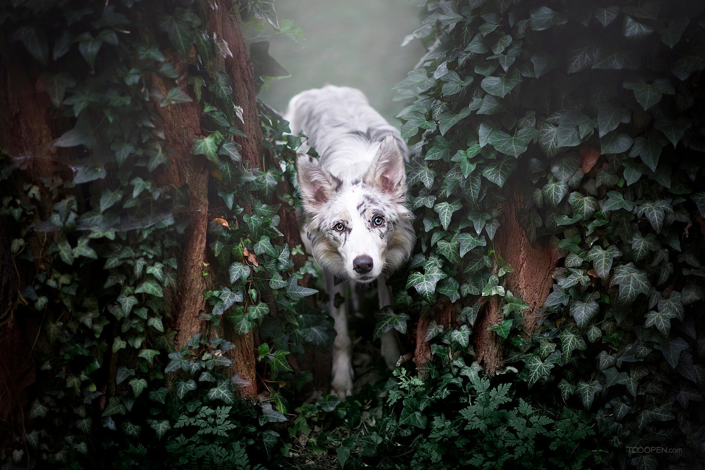 捷克狼犬高清宠物狗摄影图片-08