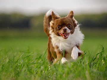 活泼可爱的蝴蝶犬宠物狗狗摄影图片