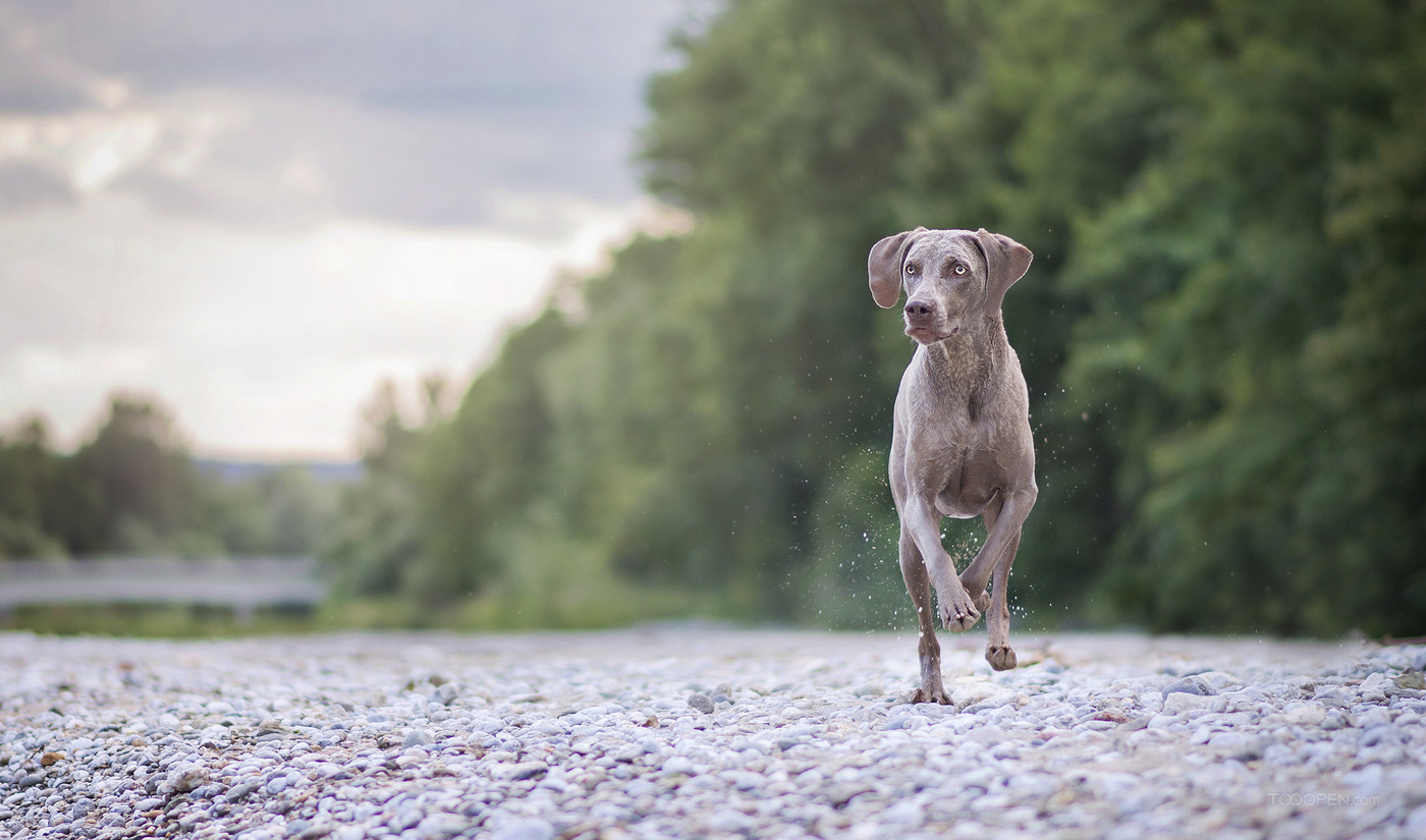 国外动物摄影师作品威玛猎犬狗狗图片