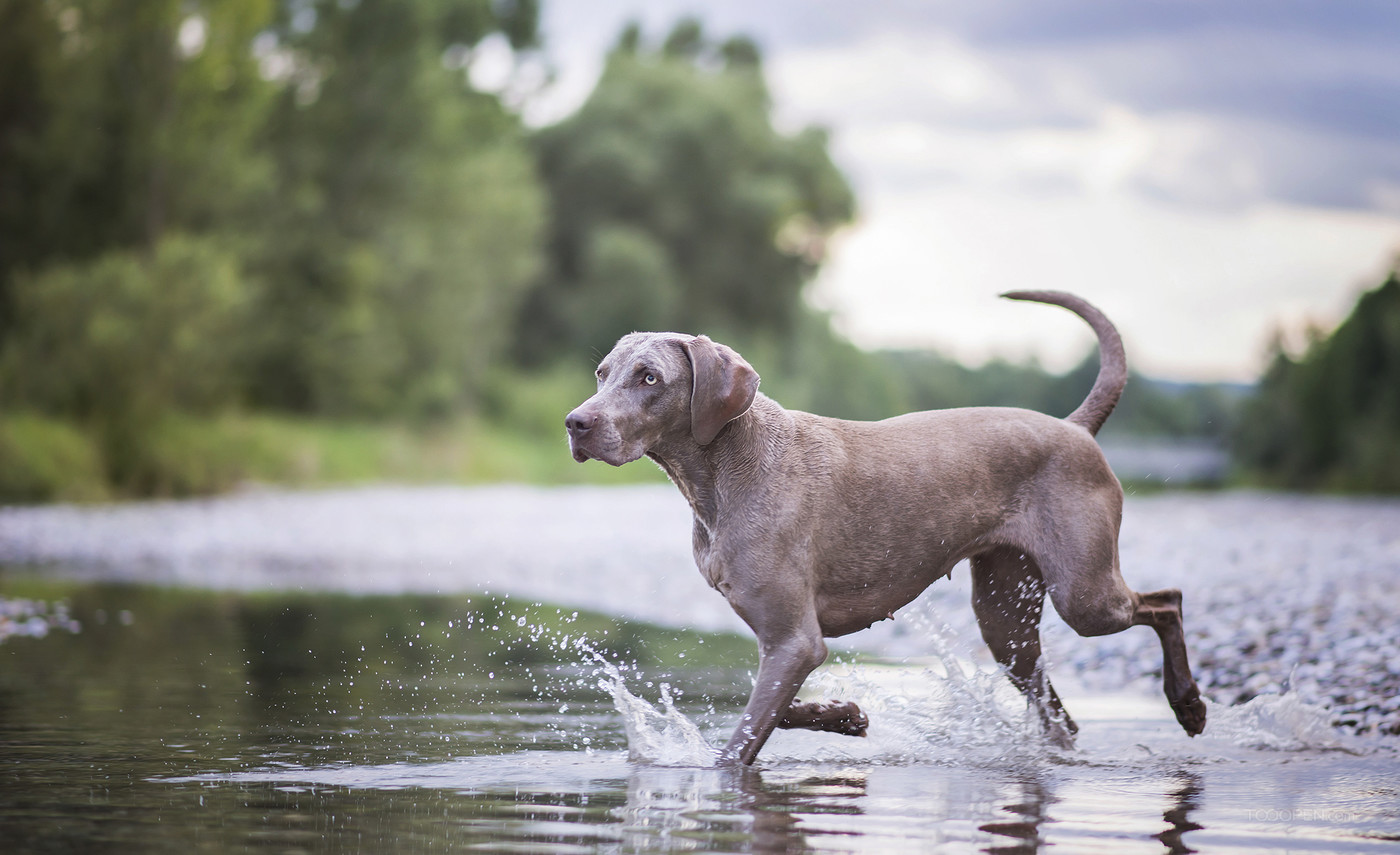 美国猎狐犬，风一样的奔跑速度，世界排名第二的猎犬