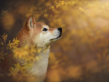 日本柴犬蠢萌寵物狗攝影圖片