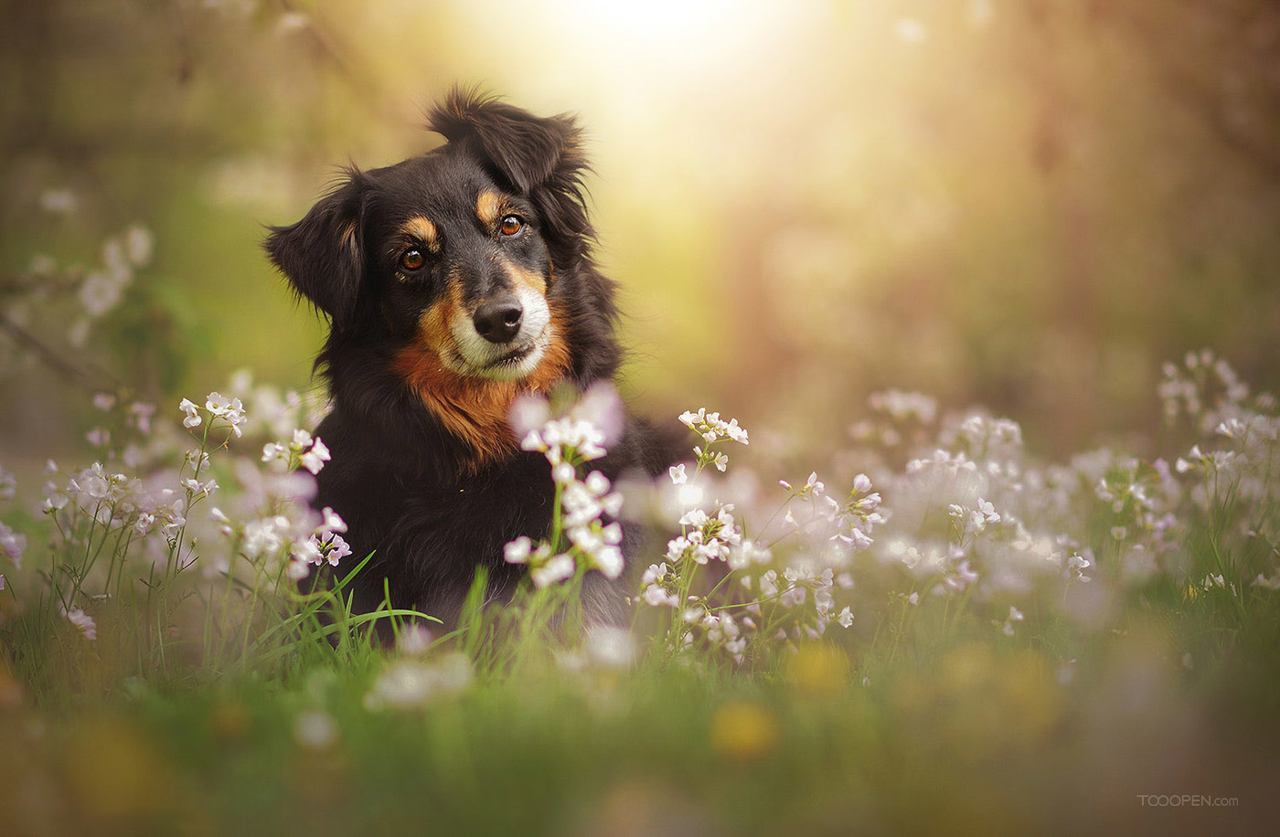 瑞士伯恩山犬高清狗狗圖片動物攝影壁紙大全-07