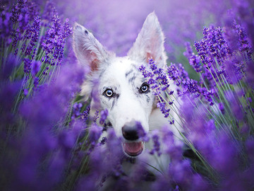 薰衣草花叢中的寵物狗高清攝影圖片