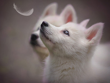白色德國牧羊犬高清寵物狗狗攝影圖片