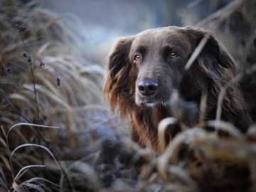 国外宠物摄影师作品平毛巡回猎犬狗狗图片