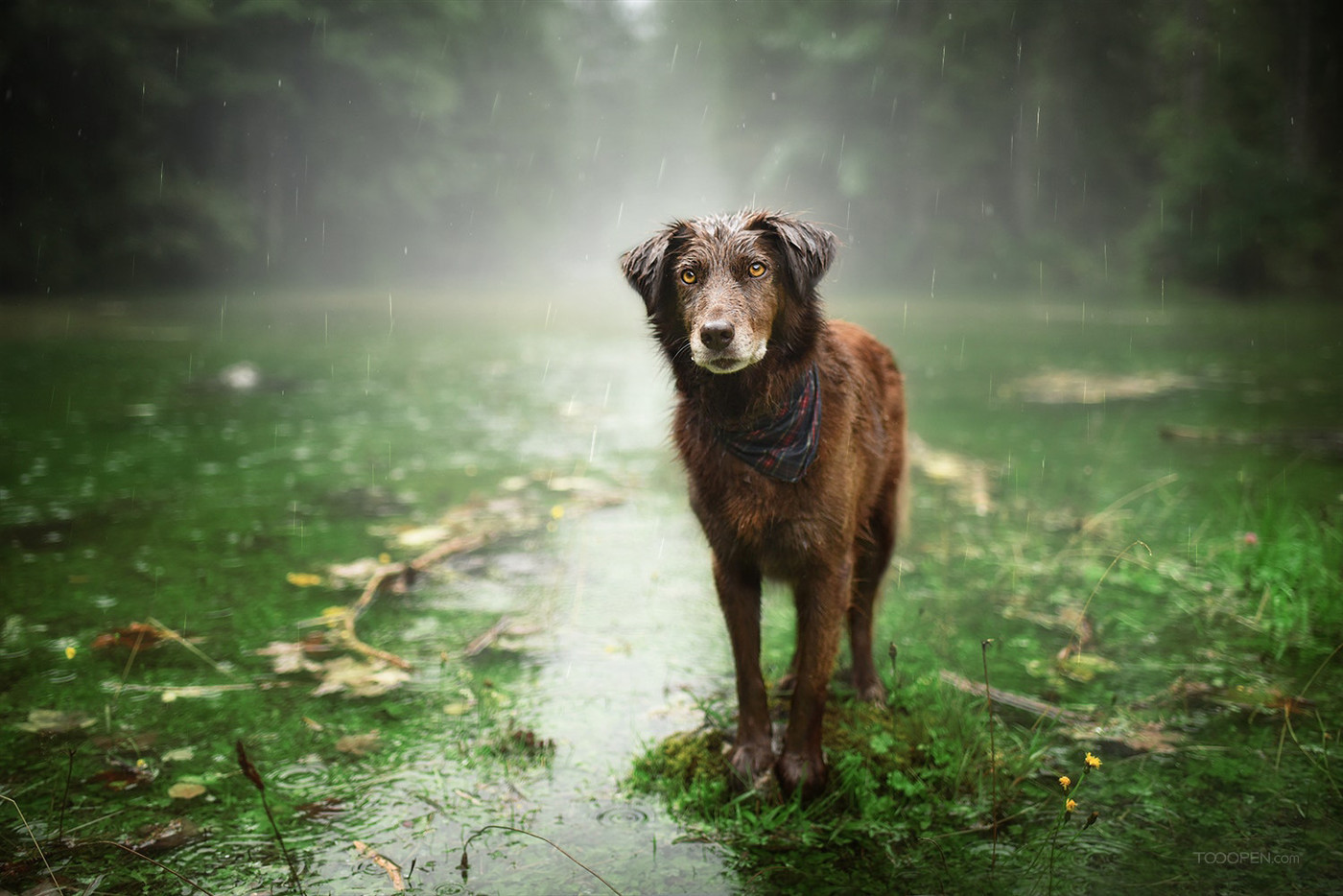 国外动物摄影师作品威玛猎犬狗狗图片