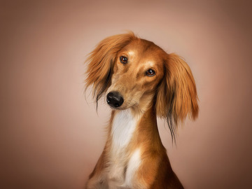 高清國外可愛的長毛寵物狗狗攝影圖片
