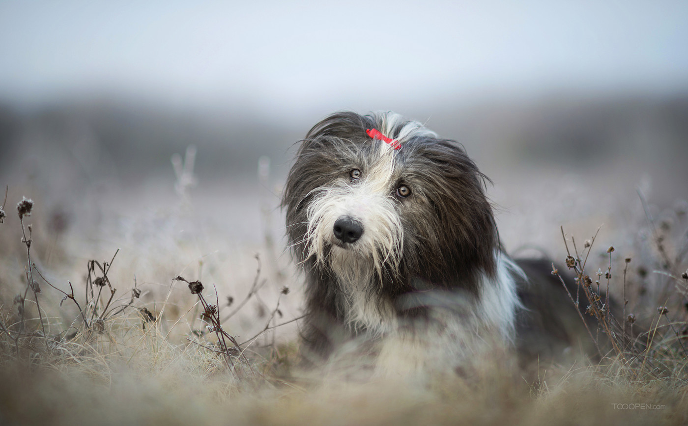 高清国外可爱的长毛宠物狗狗摄影图片-09