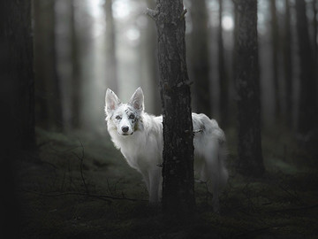 高清森林中的野狼动物图片