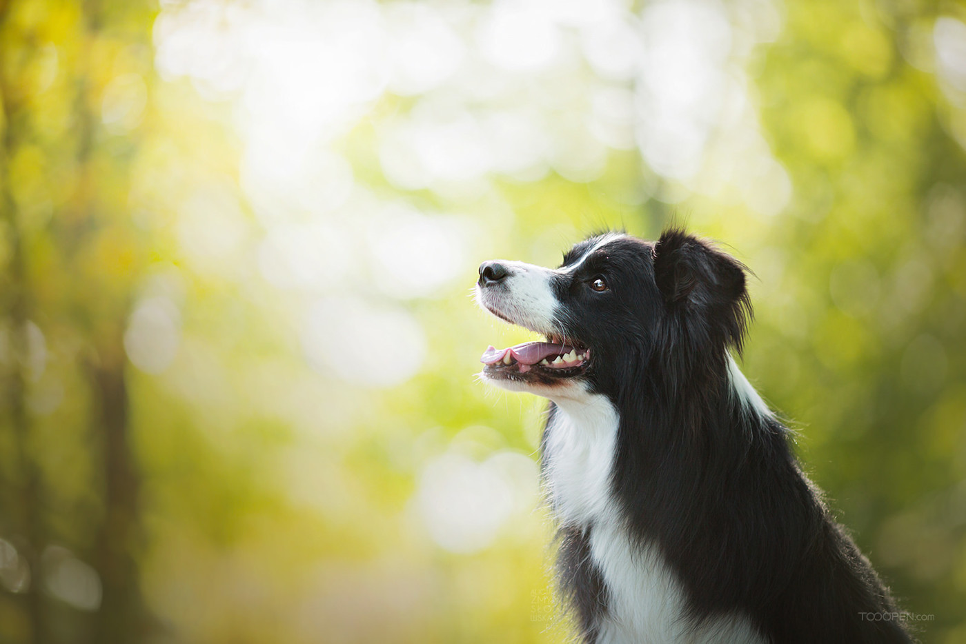 高清国外牧羊犬宠物摄影狗狗图片-07