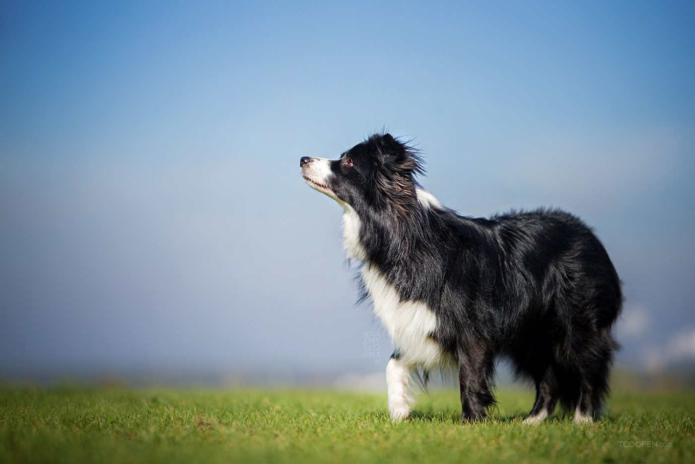 高清国外牧羊犬宠物摄影狗狗图片-10