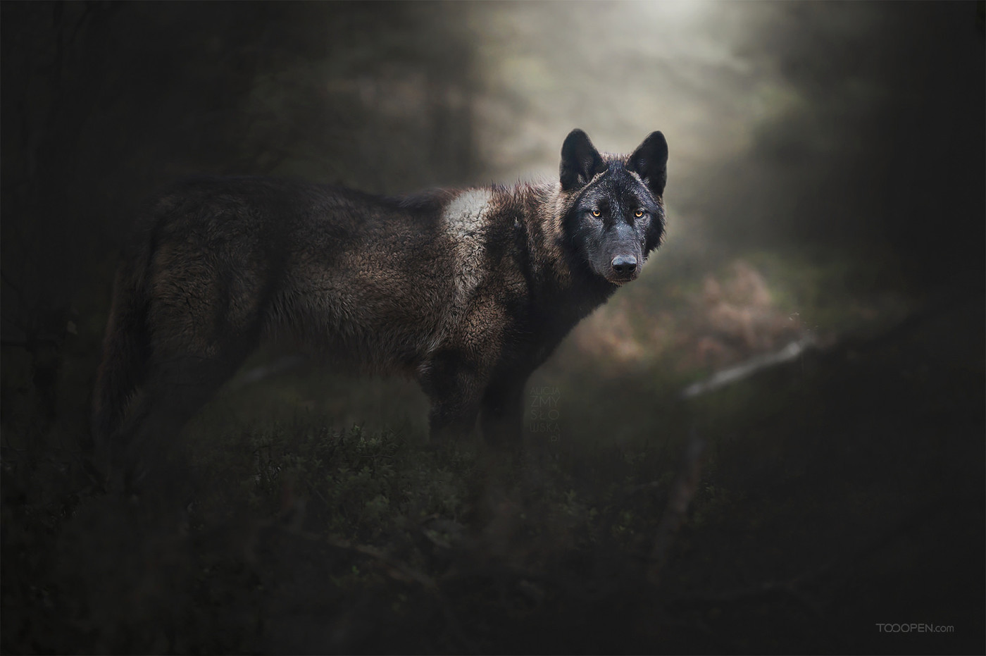 高清森林中的野狼动物图片-02