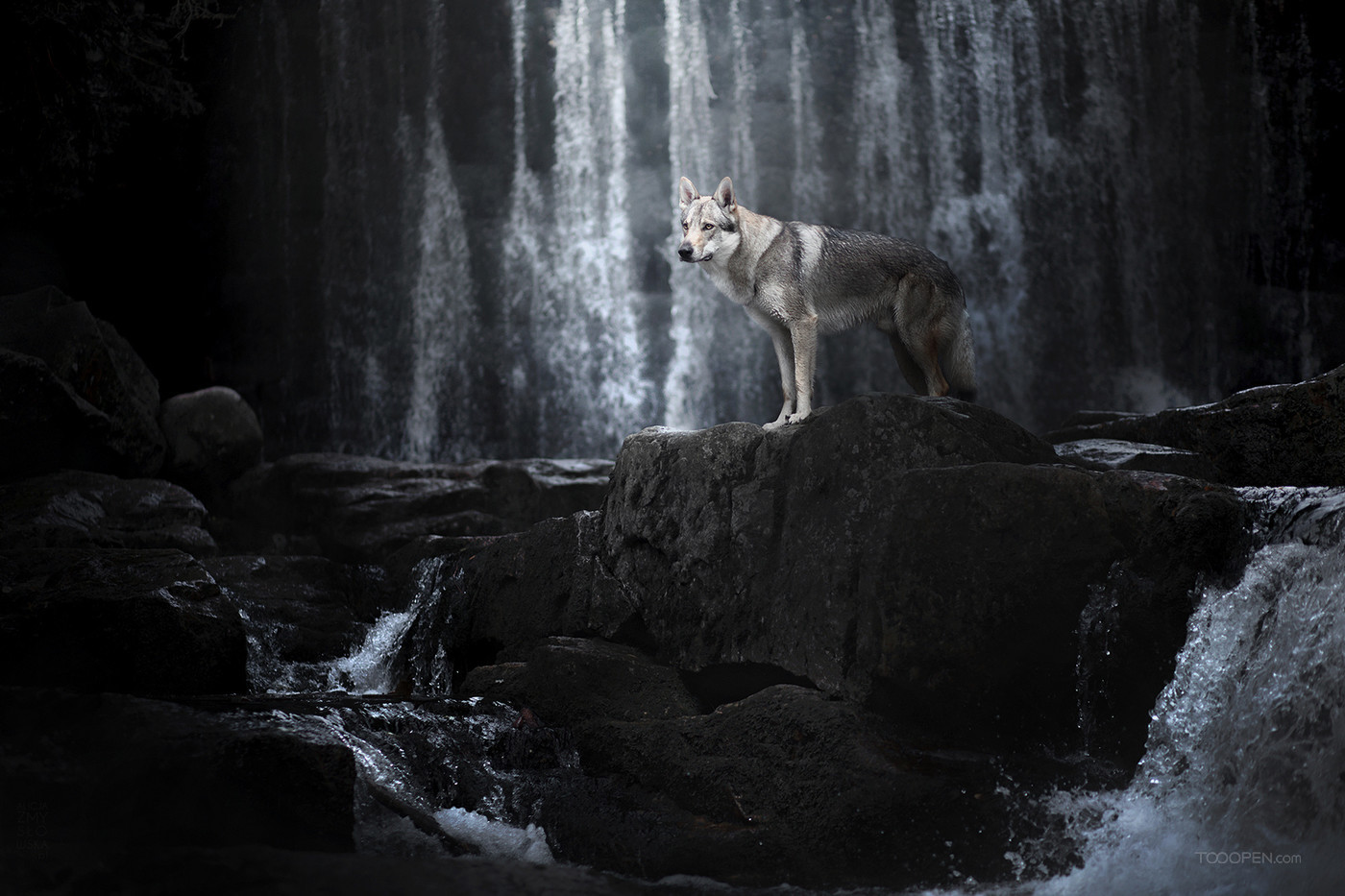 高清森林中的野狼动物图片-03