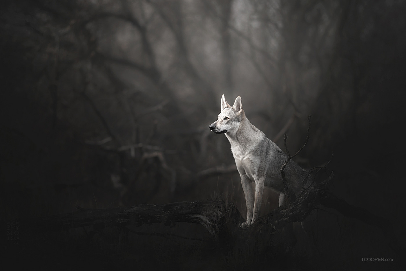 高清森林中的野狼动物图片-04
