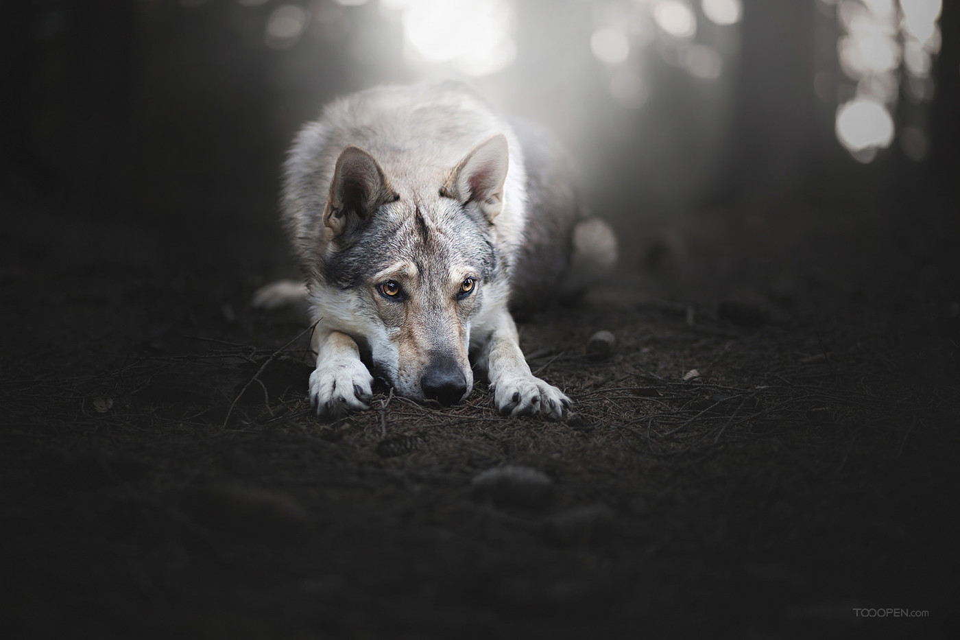 高清森林中的野狼动物图片-07