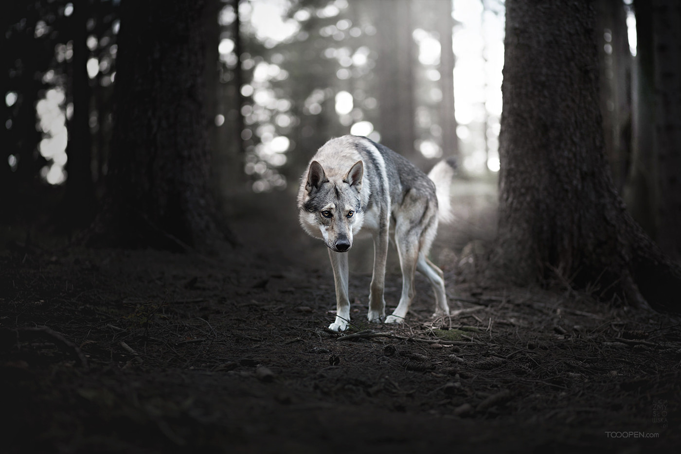 高清森林中的野狼动物图片-08