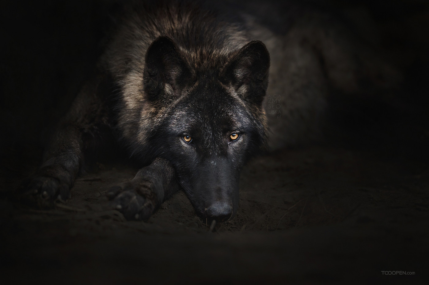 高清森林中的野狼动物图片-09