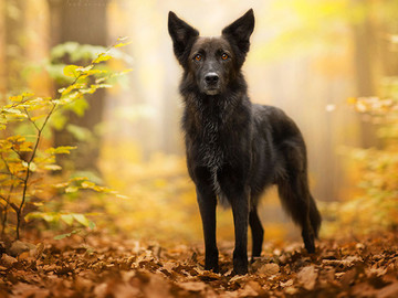 高清黑色小狗图片宠物狗摄影图片